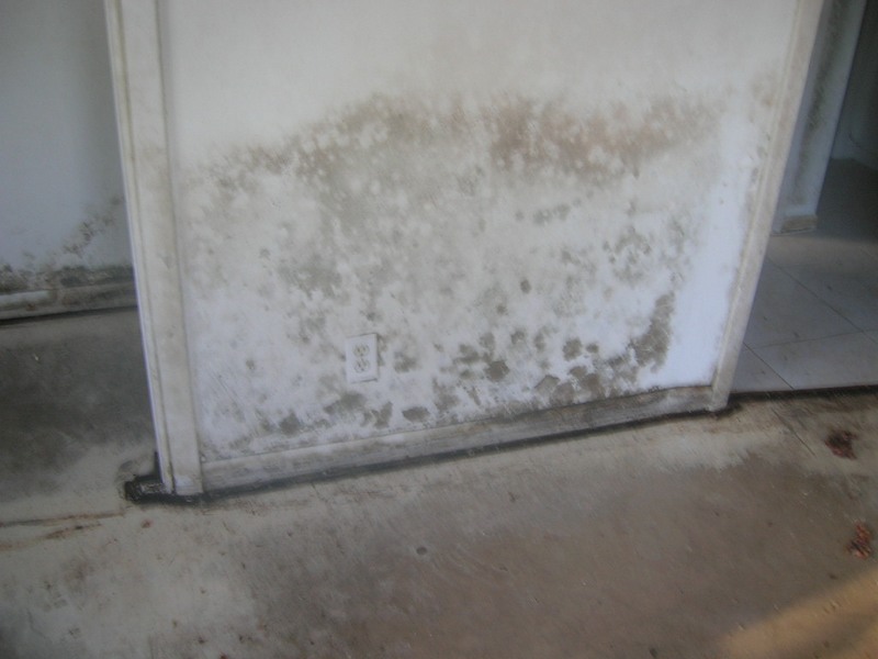 Mold on hallway wall
