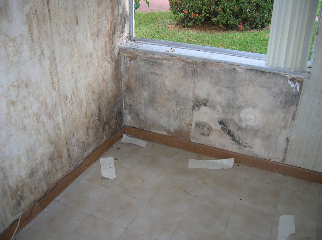 Before photo of mold remediated home