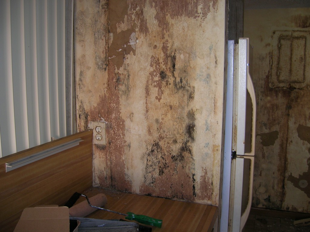 Before photo of mold remediated home